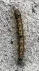 Lithosia quadra